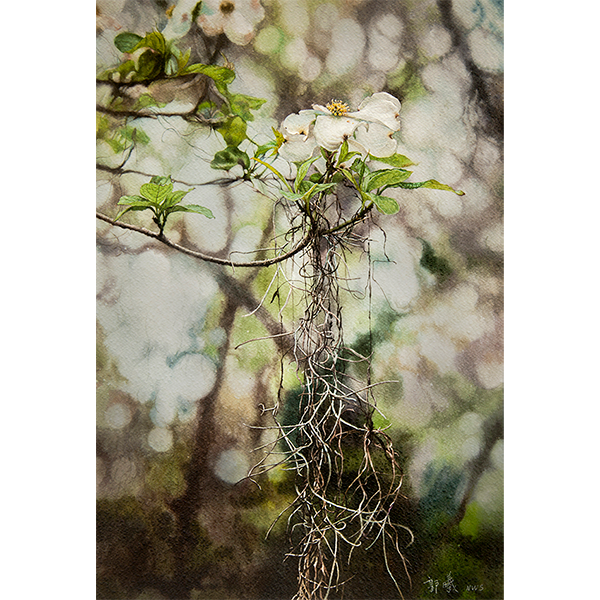 Nature’s Bouquet